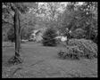 Photograph: [Yard full of trees and bushes]