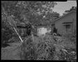 Photograph: [Overgrown backyard with a shed]
