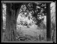 Photograph: [Oak Cliff Landscape Tree & Pole, 1999]