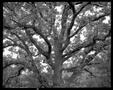 Photograph: [Tree Behind Fritz, 1976]
