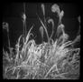 Photograph: [Twirly Weeds Plastic, 2011]