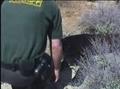 Video: [News Clip: American Black Bear Frolics with Sheriffs in Captivating …