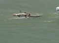 Video: [News Clip: Rescuers Navigate Alligator-Adorned Lake on Motorboat]