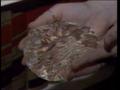 Video: [News Clip: Breast Implants]