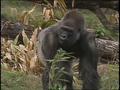 Video: [News Clip: Zoo Exhibit]