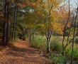 Primary view of [Enchanting Pathways: Tyler State Park Trail]