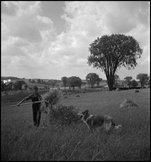 Primary view of object titled '[Boy & Dog Stacking Hay]'.