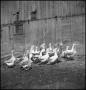 Photograph: [A flock of ducks, 2]