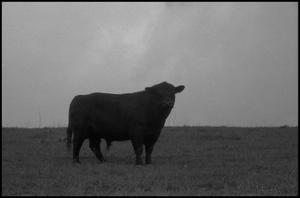 Primary view of object titled '[Photograph of a bull in a field, 1]'.