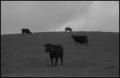 Photograph: [Photograph of four cows in a field, 1]