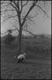 Photograph: [Photograph of a man and a boy under a tree]