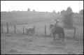 Photograph: [Foggy photograph of a family on horseback herding their cow]
