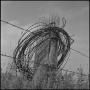 Photograph: [Barbed wire coil hanging on fence post, 2]