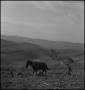 Photograph: [A boy and a mule plowing a field, 2]