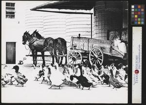 Primary view of object titled '[Ducks and horse-drawn cart (1)]'.
