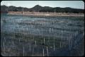 Primary view of Seaweed growing