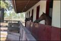 Photograph: [Horses inside the stables]
