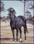 Photograph: [Unidentified black horse]