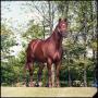Photograph: [Photo of a Horse Named Wood]