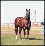 Photograph: [Tommy Manion's Horse, Impressive