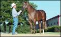 Primary view of [Man and a Horse at Reata Ranch]