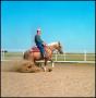 Thumbnail image of item number 1 in: '[Man Riding a Horse at McQuay Stables]'.