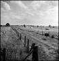 Photograph: [Cows walking between fields]