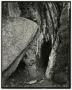 Photograph: [Photograph tree trunk, 2]