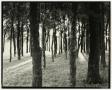 Photograph: [Photograph of a cluster of trees]