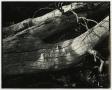 Photograph: [Photograph of tree branch]