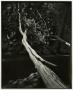 Photograph: [Photograph of a fallen tree]
