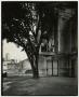 Photograph: [Photograph of a tree in front of a building]