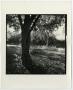 Photograph: [Photograph of a tree with a twisted trunk]