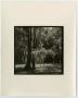 Photograph: [Photograph of two cyprus trees]