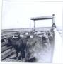 Photograph: [Photograph of the Dew Cattle]