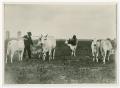 Primary view of [Suited Man with Brahman Cattle]