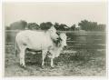 Primary view of [Brahman Bull with Nose Ring and Dark Hump]