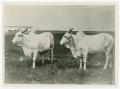 Primary view of [Two Brahman Cows with Horns]