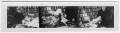 Thumbnail image of item number 1 in: '[Strip Containing Three pictures of Mrs. Aylworth the Librarian]'.