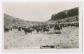 Postcard: [Cattle on a Ranch]