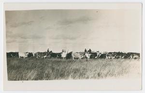 Primary view of object titled '[Cowhands with Grazing Cattle]'.