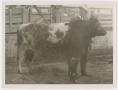 Photograph: [J. W. Loving with Shorthorn]