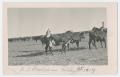 Primary view of [D. L. Phelps with Cattle]