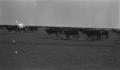 Photograph: [Cattle Running at Mr. Peel's Farm]