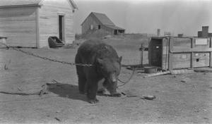 Primary view of object titled '[Bear with Chain]'.