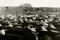 Photograph: [Cows at Railhead]