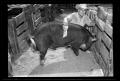 Primary view of [Boy With a Pig, Cleveland Dairy Days]