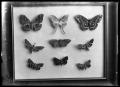 Thumbnail image of item number 1 in: '[Butterfly Display]'.