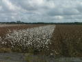 Photograph: [Cotton Field]