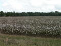 Photograph: [Cotton Field]